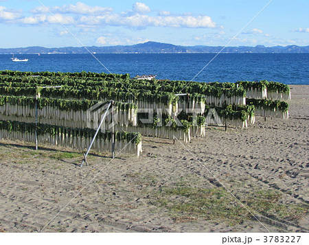 三浦海岸の大根干し 3783227
