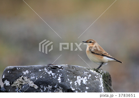 ハシグロヒタキ 3783651