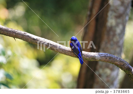 チャバラオオルリ 3783665