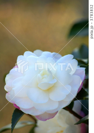 山茶花（千重咲） 3783832
