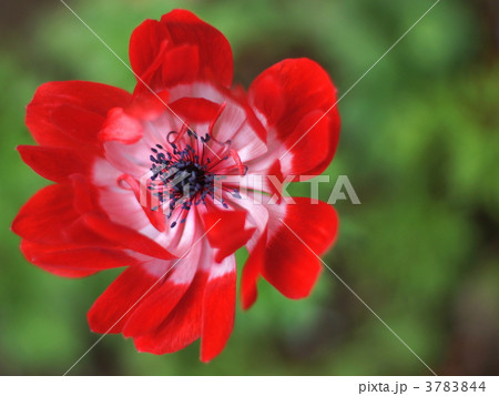 真っ赤なアネモネ 3783844