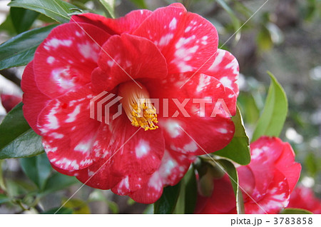 正義:まさよし(ツバキ) 正義:まさよし(ツバキ) 3783858