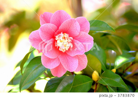 菱唐糸(ツバキ) 菱唐糸(ツバキ) 3783870
