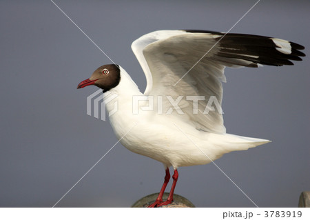 チャガシラカモメ 3783919