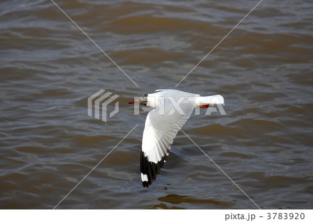 チャガシラカモメ 3783920