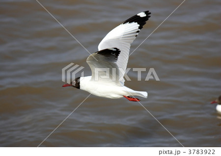 チャガシラカモメ 3783922