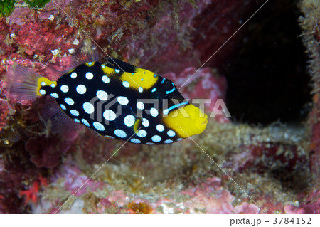 モンガラカワハギの幼魚 モンガラカワハギの幼魚 3784152