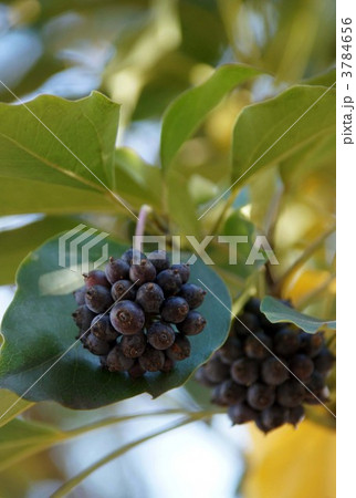 かくれみの かくれみの 3784656