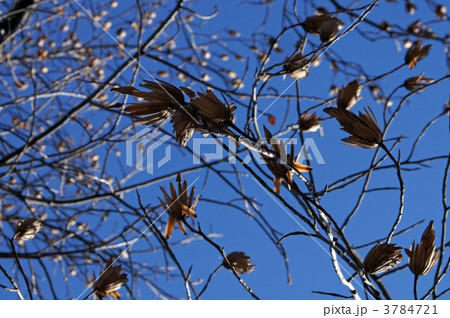 ユリノキ 3784721