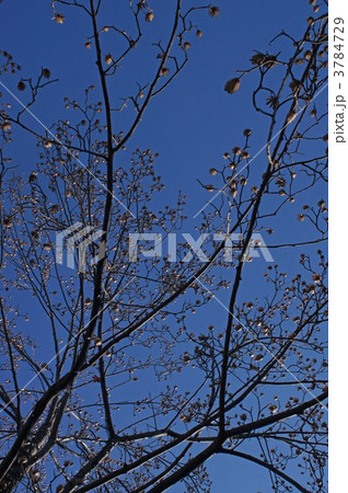 ユリノキ 3784729