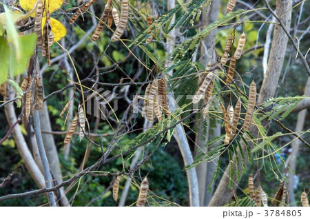 合歓の木の豆果 3784805