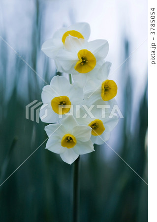 水仙 3785054