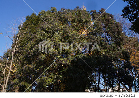 トウネズミモチ 3785313