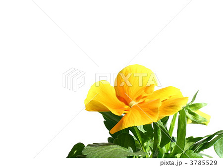 黄橙色のパンジー 3785529