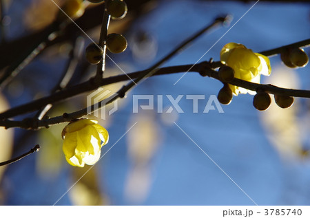 臘梅 臘梅 3785740