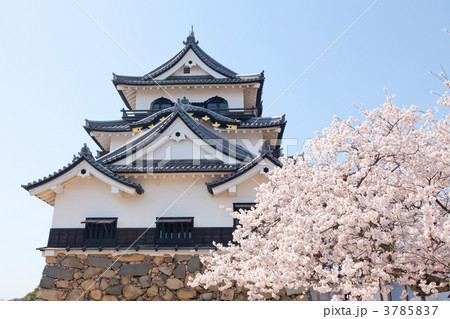彦根城の桜 3785837