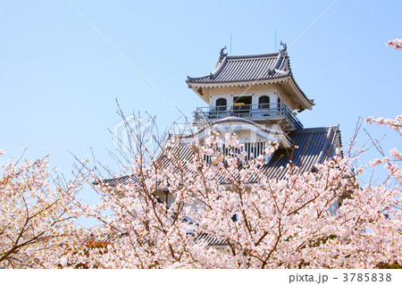 長浜城の桜 長浜城の桜 3785838