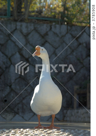 ガチョウ 3785908