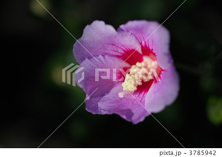 ムクゲ 3785942