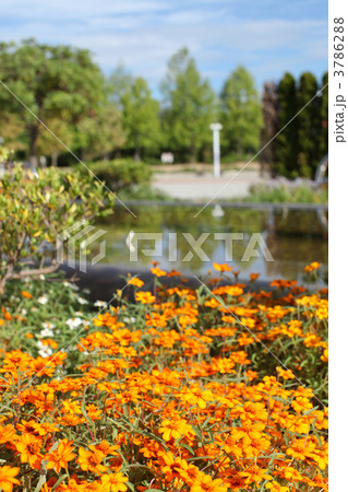 オレンジ色の花 3786288