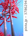 まっすぐ 3786294