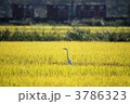 初秋のサギ 3786323