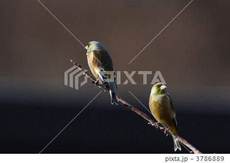 カワラヒワ 3786889