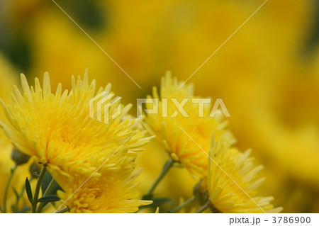 菊 菊 3786900