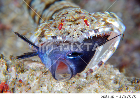 弱肉強食 弱肉強食 3787070