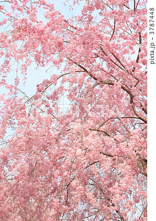 '11しだれ桜8 '11しだれ桜8 3787448