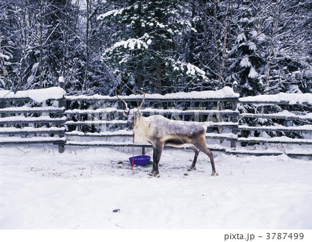 ロヴァニエミのトナカイ村 3787499