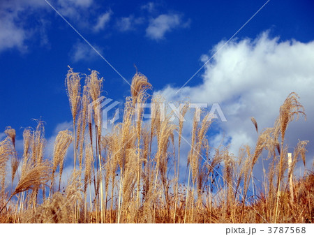 枯れススキと青空 3787568