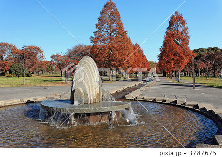 舎人公園の広場の噴水と紅葉のメタセコイアの並木 3787675