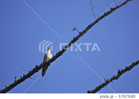 ホトトギス 3787680