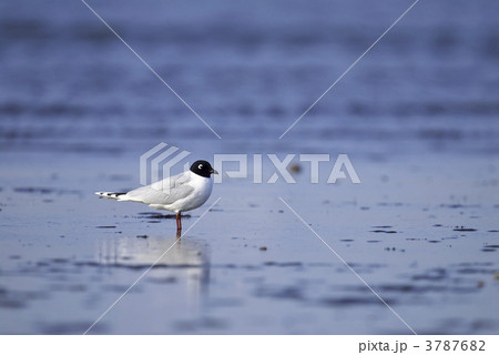 ズグロカモメ夏羽 3787682