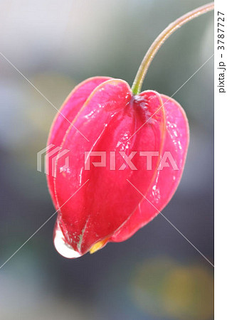 アブチロン アブチロン 3787727