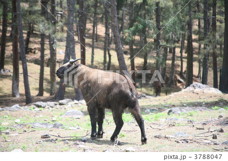 ブータン王国の国獣ターキン 3788047