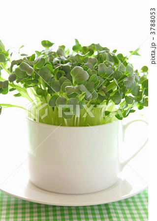 カイワレ大根 3788053