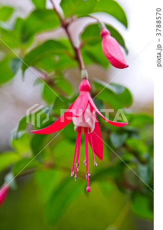 エンジェルス・イヤリング-1 エンジェルス・イヤリング-1 3788570