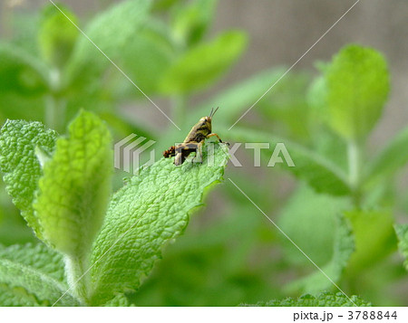 トノサマバッタの幼虫 3788844