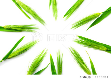 麦の穂 麦の穂 3788863