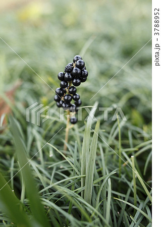 草の実 3788952