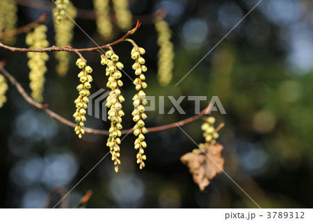 早春の花　～キブシ～ 3789312