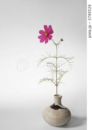 ピンク色のコスモスの一輪挿し1 ピンク色のコスモスの一輪挿し1 3789526