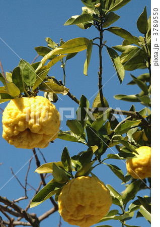 獅子柚子の実りと青空 3789550