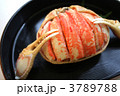 ズワイガニ 3789788