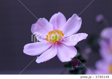 秋明菊 3790148