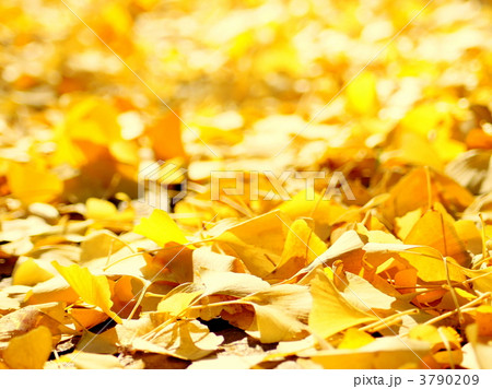 積もった落ち葉 積もった落ち葉 3790209