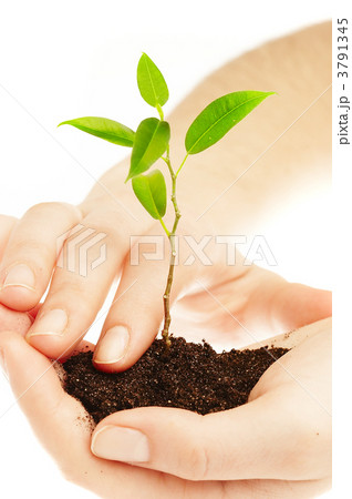 Human hands and young plant 3791345