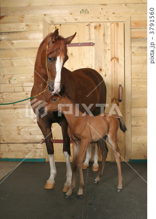 horse with a foal horse with a foal 3791560